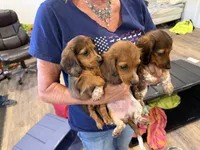 Sammy, a male Miniature Dachshund for sale in Worcester, MA – 3 of 3