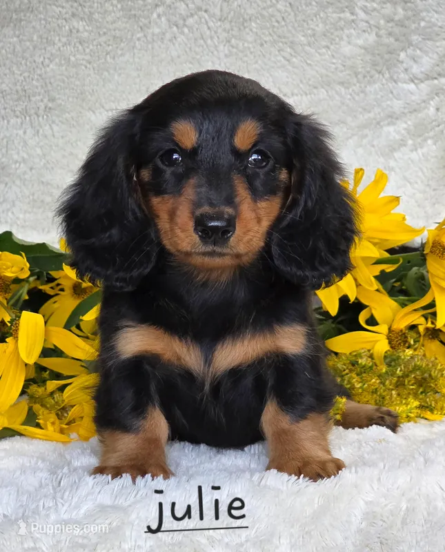 Julie – Miniature Dachshund puppy for sale in East Lyme, CT