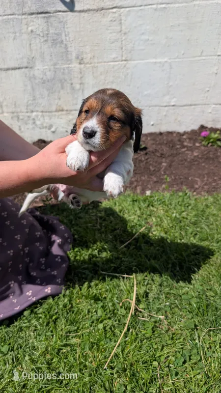 Jenny – Miniature Dachshund puppy for sale in East Lyme, CT