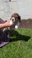 Jenny, a female Miniature Dachshund for sale in East Lyme, CT – 1 of 3