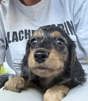 Tango, a male Miniature Dachshund for sale in Worcester, MA – 2 of 3