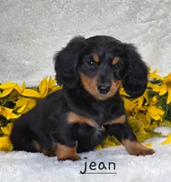 Jean, a female Miniature Dachshund for sale in Worcester, MA – 1 of 1