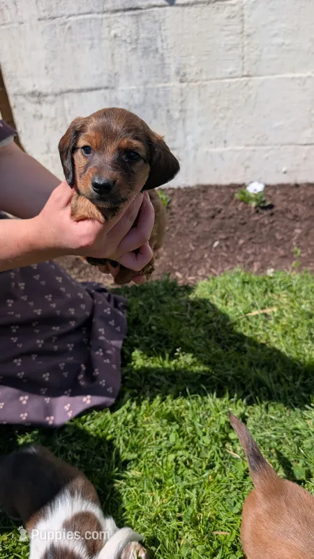 Tango – Miniature Dachshund puppy for sale in Mystic, CT