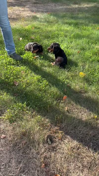 Julie, a female Miniature Dachshund for sale in Boston, MA – 5 of 5