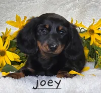 Janie, a female Miniature Dachshund for sale in Worcester, MA – 2 of 2