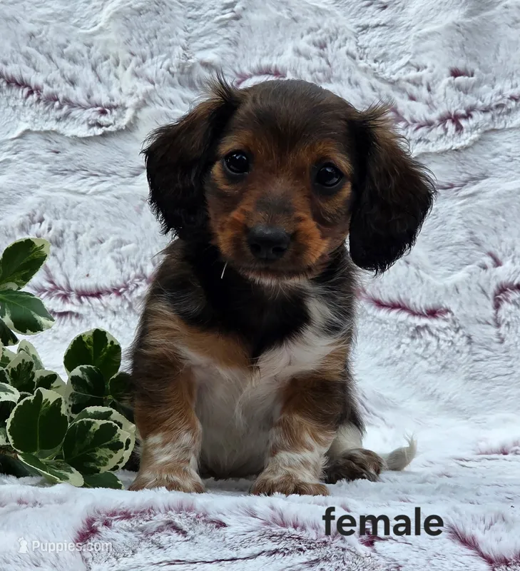 Suki – Miniature Dachshund puppy for sale in Worcester, MA
