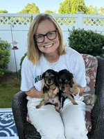 Tango, a male Miniature Dachshund for sale in Worcester, MA – 3 of 3