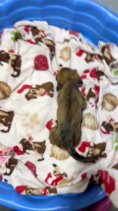Tango, a male Miniature Dachshund for sale in Mystic, CT – 3 of 3
