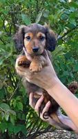 Tasha, a female Miniature Dachshund for sale in Worcester, MA – 4 of 4