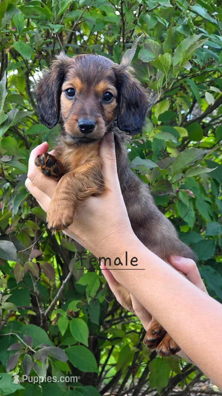 Tasha – Miniature Dachshund puppy for sale in Worcester, MA