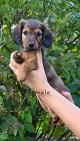 Tasha, a female Miniature Dachshund for sale in Worcester, MA – 1 of 4