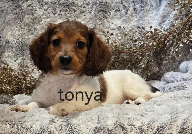 Jenny – Miniature Dachshund puppy for sale in Mystic, CT