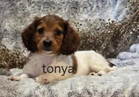 Jenny, a female Miniature Dachshund for sale in Mystic, CT – 1 of 5