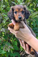 Tasha, a female Miniature Dachshund for sale in Worcester, MA – 3 of 4