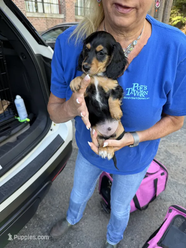 Tucker  – Miniature Dachshund puppy for sale in Niantic, CT