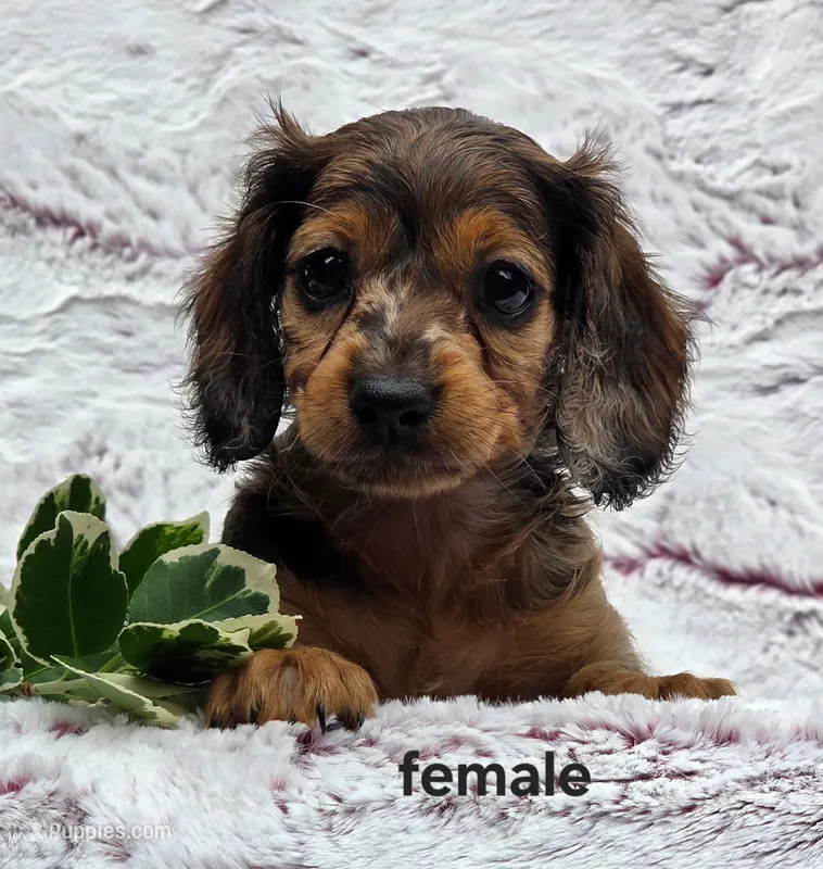 Sassi – Miniature Dachshund puppy for sale in Niantic, CT