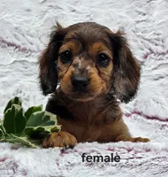 Sassi, a female Miniature Dachshund for sale in Niantic, CT – 1 of 1