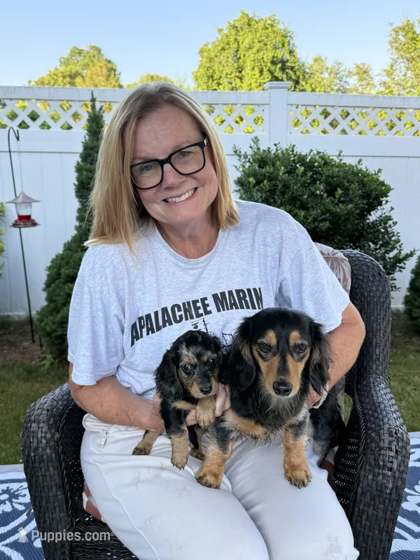 Tango – Miniature Dachshund puppy for sale in Worcester, MA
