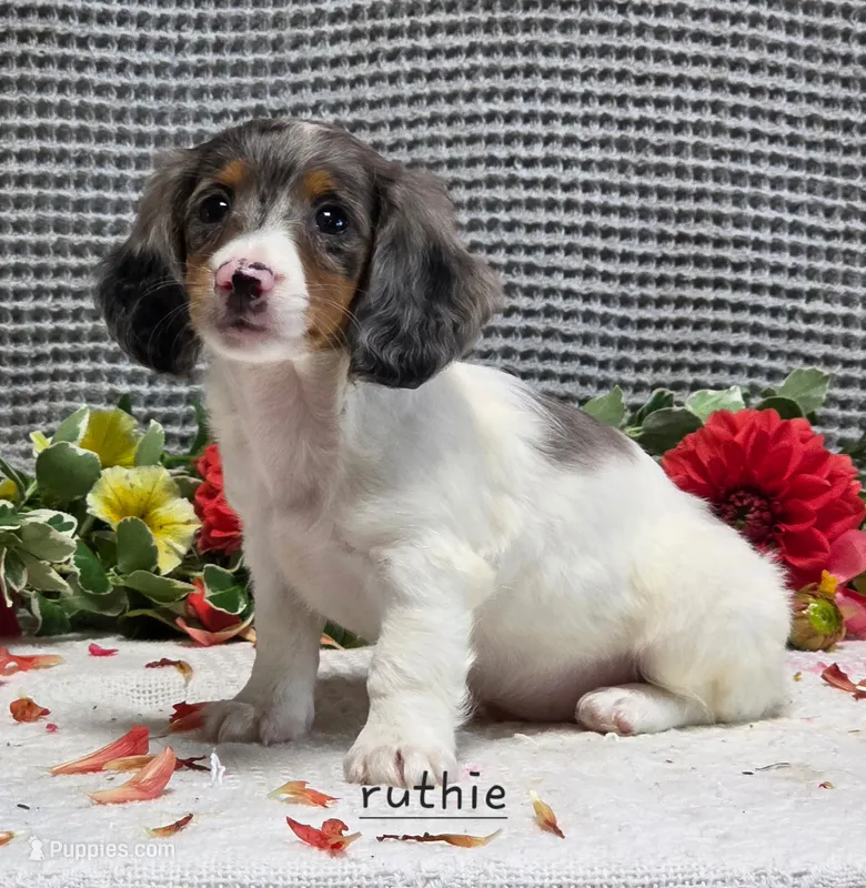 Bella – Miniature Dachshund puppy for sale in Worcester, MA