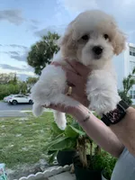Snowy, a male Bichpoo for sale in Davie, FL – 6 of 10