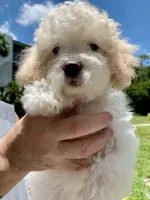 Snowy, a male Bichpoo for sale in Davie, FL – 5 of 10