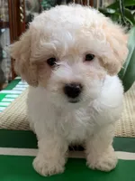 Snow boy, a male Bichon Frise and Miniature Goldendoodle for sale in Davie, FL – Photo 1 of 10
