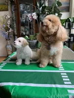 Snow boy, a male Bichon Frise and Miniature Goldendoodle for sale in Davie, FL – Photo 8 of 10