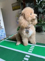Snow boy, a male Bichon Frise and Miniature Goldendoodle for sale in Davie, FL – Photo 7 of 10