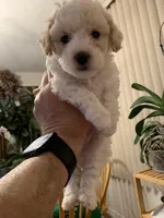 Snow boy, a male Bichon Frise and Miniature Goldendoodle for sale in Davie, FL – Photo 4 of 10