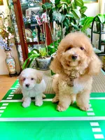 Snow boy, a male Bichon Frise and Miniature Goldendoodle for sale in Davie, FL – Photo 9 of 10
