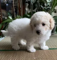 Snow boy, a male Bichon Frise and Miniature Goldendoodle for sale in Davie, FL – Photo 2 of 10