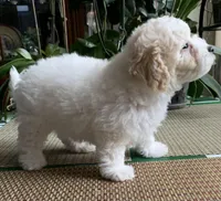 Snow boy, a male Bichon Frise and Miniature Goldendoodle for sale in Davie, FL – Photo 3 of 10