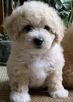 Fluff , a male Bichon Frise and Miniature Goldendoodle for sale in Davie, FL – Photo 4 of 10