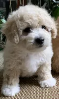 Fluff , a male Bichon Frise and Miniature Goldendoodle for sale in Davie, FL – Photo 2 of 10