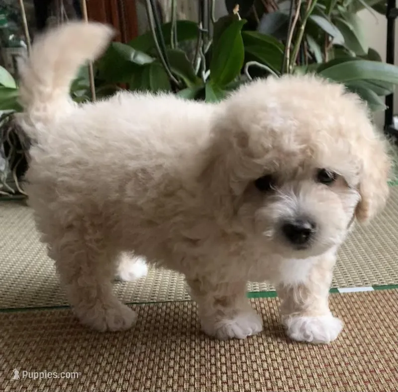 Fluff  – Bichon Frise, Miniature Goldendoodle puppy for sale in Davie, FL