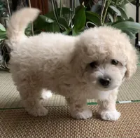 Fluff , a male Bichon Frise and Miniature Goldendoodle for sale in Davie, FL – Photo 1 of 10