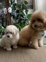 Fluff , a male Bichon Frise and Miniature Goldendoodle for sale in Davie, FL – Photo 6 of 10