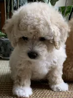 Fluff , a male Bichon Frise and Miniature Goldendoodle for sale in Davie, FL – Photo 3 of 10