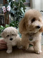 Fluff , a male Bichon Frise and Miniature Goldendoodle for sale in Davie, FL – Photo 8 of 10
