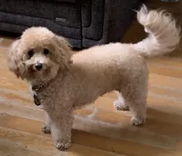 Fluff , a male Bichon Frise and Miniature Goldendoodle for sale in Davie, FL – Photo 7 of 10