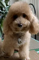 Fluff , a male Bichon Frise and Miniature Goldendoodle for sale in Davie, FL – Photo 5 of 10