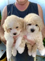 Fluff , a male Bichon Frise and Miniature Goldendoodle for sale in Davie, FL – Photo 9 of 10