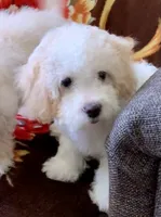 Snowy, a male Bichpoo for sale in Davie, FL – 2 of 10