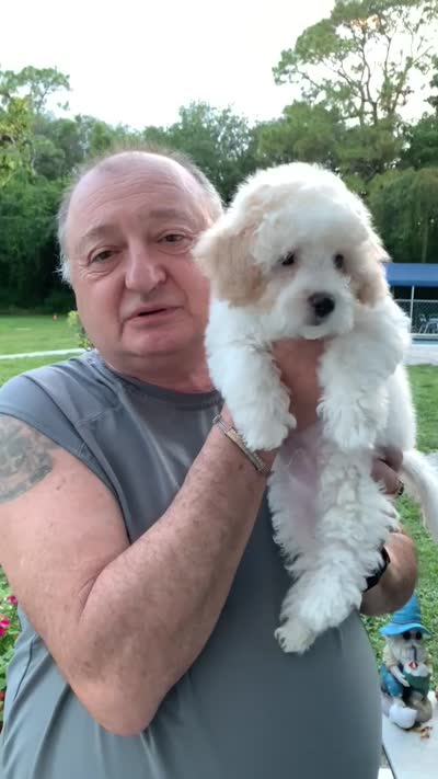 Snowy, a male Bichpoo for sale in Davie, FL – 3 of 10