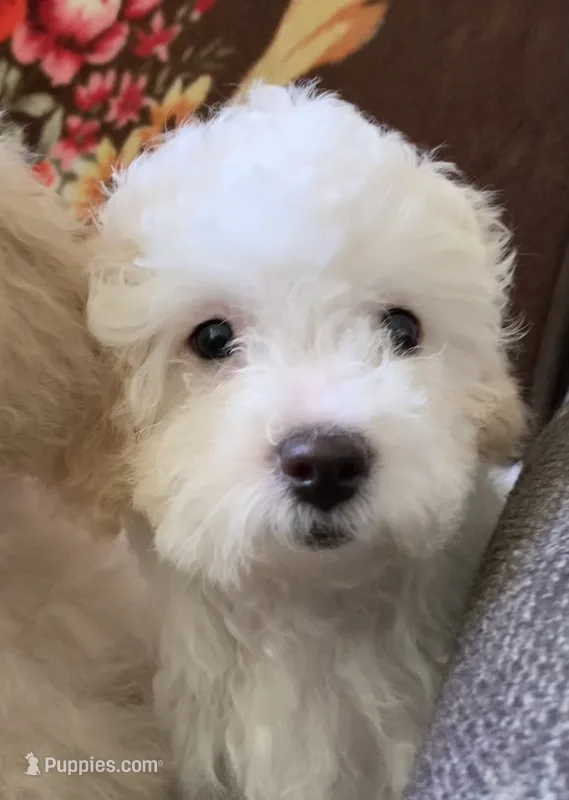 Snow boy – Bichpoo puppy for sale in Davie, FL