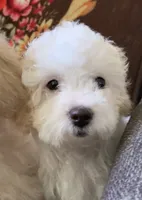 Snowy, a male Bichpoo for sale in Davie, FL – 1 of 10