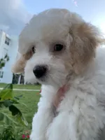 Snowy, a male Bichpoo for sale in Davie, FL – 4 of 10