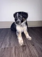 Daisy , a female Miniature Australian Shepherd for sale in Nashville, TN – Photo 1 of 3
