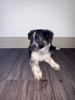 Daisy , a female Miniature Australian Shepherd for sale in Nashville, TN – Photo 2 of 3