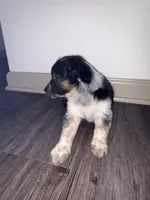 Daisy , a female Miniature Australian Shepherd for sale in Nashville, TN – Photo 3 of 3